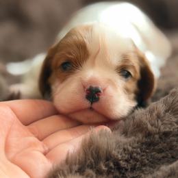 Theodore - Blenheim male Cavalier King Charles Spaniel puppy in Broxton, Georgia from Cavalier & Co.