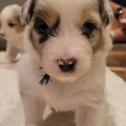 Australian Shepherds and Nova Scotia Duck Tolling Retrievers from Canosia Tollers & Australian Shepherds