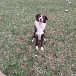 Rowan - Border Collie