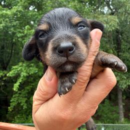 Pipsy - Black and tan female Dachshund puppy in Cleveland, Georgia from Memaw’s Minis Babies Doxies