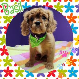 Basil - Ruby - Ruby Cavalier King Charles Spaniel puppy in Culpeper, Virginia from Heritage Hill Cavaliers