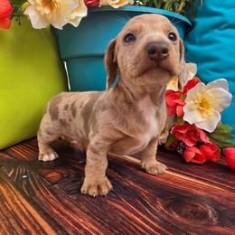 Ranger - Dapple male Dachshund puppy in Florence, Arizona from Doxie Town Az