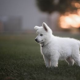 Berger Blanc Suisse Puppies from Fireside Fernweh
