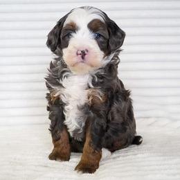Cosmo - Merle male Bernedoodle puppy in Spencerville, Indiana from Gentle Giant Bernedoodles