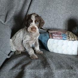 Black - Brown and gray male Wirehaired Pointing Griffon puppy in Afton, Wisconsin from Daehler's Wirehaired Pointing Griffons
