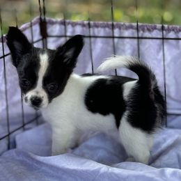 Chihuahua Puppies from Little Paws
