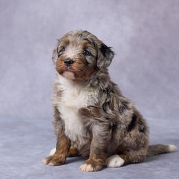Deb - Merle female Bernedoodle puppy in Apple Creek, Ohio from Grandeur Valley Puppies