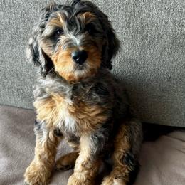 Stella - Blue merle female Bernedoodle puppy in Nampa, Idaho from Ember Skies Doodles