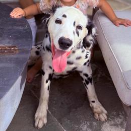 Tux - White and black male Dalmatian puppy in Bremen, Georgia from Clark’s Dalmatians
