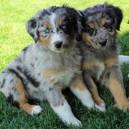 Australian Shepherd Puppies from Pole Canyon Australian Shepherds