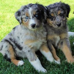Australian Shepherd Puppies from Pole Canyon Australian Shepherds