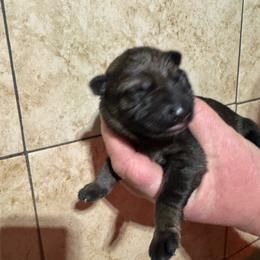 Green Collar - Sable male German Shepherd puppy in Willington, Connecticut from Wertvoll German Shepherds