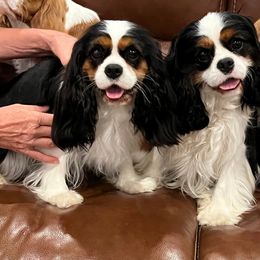 Cavalier King Charles Spaniel Puppies from Diamond Valley Ranch