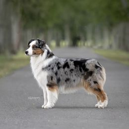 Cali - Australian Shepherd