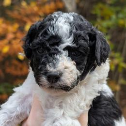 Roy - Parti male Poodle puppy in Salem Township, Maine from Moirae Poodles