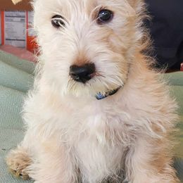 Scottish Terriers from McCulley's Battle Born Scotties