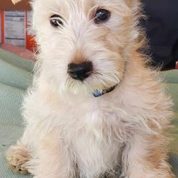 Scottish Terriers from McCulley's Battle Born Scotties