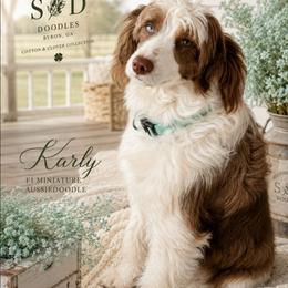 Karly - Aussiedoodle