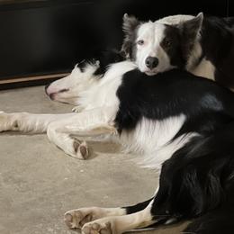 Border Collies from BS Farms