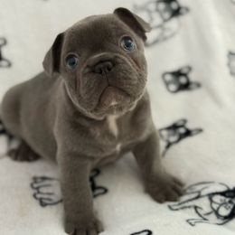 Lenny - Brindle and white male French Bulldog puppy in Charlotte, North Carolina from Cosofme Frenchies