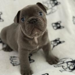 Lenny - Brindle and white male French Bulldog puppy in Charlotte, North Carolina from Cosofme Frenchies