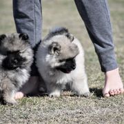 Keeshond Puppies from Anna Boehringer