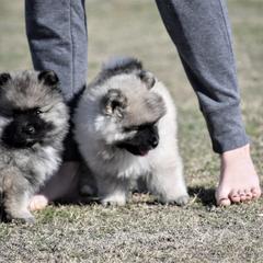 Keeshond Puppies from Anna Boehringer