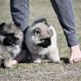 Keeshond Puppies from Anna Boehringer