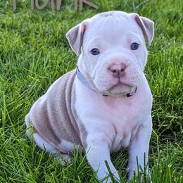 "5 Weeks 04/10" Olde English Bulldogge Puppies from Bachman Olde English Bulldogge LLC