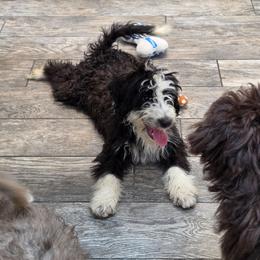 Tamale - Black and white male Aussiedoodle puppy in Lithia, Florida from Waterford Doodle Farm