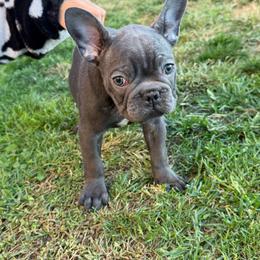 Red Collar Female - Blue female French Bulldog puppy in Easton, Pennsylvania from Luna’s puppies