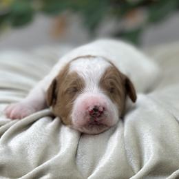 Yarrow - Parti male Goldendoodle puppy in Queen Creek, Arizona from Goldendoodle AZ
