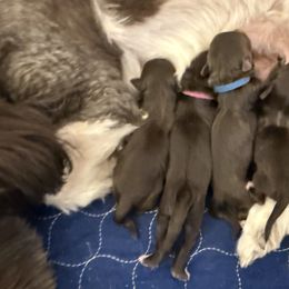 2 - Chocolate male Havanese puppy in Medina, Ohio from Havi Haus (Coco's Puppies)