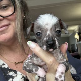 Hairless small - White and black male Chinese Crested puppy in Capac, Michigan from Puddles Palace Puppies