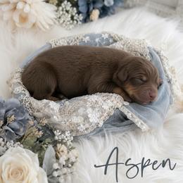 Aspen - Red tri-color female Australian Shepherd puppy in Nicholasville, Kentucky from Sugar Creek Aussies