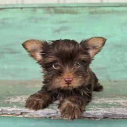Lincoln - Chocolate and tan male Yorkshire Terrier puppy in Mountain Grove, Missouri from Precious Puppies