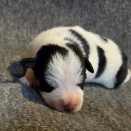 Rocky - Parti male Miniature Schnauzer puppy in Elgin, Iowa from Firefly Stables