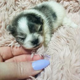 Lola - Blue merle female Pomeranian puppy in Waterloo, Indiana from Garcias Pomeranian