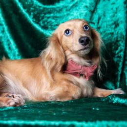 Bea - Dachshund