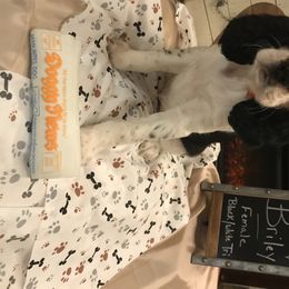 English Springer Spaniel Puppies from River’s Edge ~ English Springer Spaniels