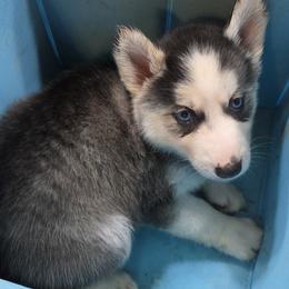 Girl 4 - female Siberian Husky puppy in Elgin, Texas from Hudson Husky