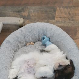 Lhasa Apso Puppies from Lots of Lhasa Love