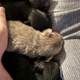 Pomeranians from Colorful Pomeranians