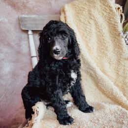 Jules - Black female Poodle puppy in Detroit Lakes, Minnesota from Pickerel Pups