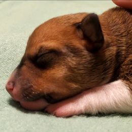 Miniature American Shepherd, Miniature Australian Shepherd, and Rat Terrier Puppies from Rocking 4C