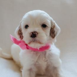 Pippa - Parti female Goldendoodle puppy in Ruthorfordton, North Carolina from Duncan Doodles Goldendoodles