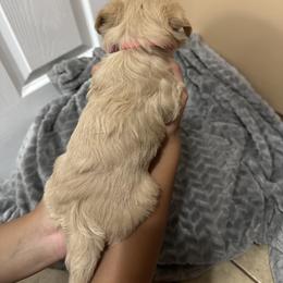 Maltipoo Puppies from Christy Mashore