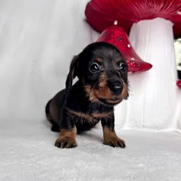Buzz - Wild boar male Dachshund puppy in Wooldridge, Missouri from Royal Bloodline Canines