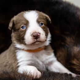 Girl 4 Orange Collar - White and red female Border Collie puppy in Shelbyville, Tennessee from C Horns Ranch Border Collies