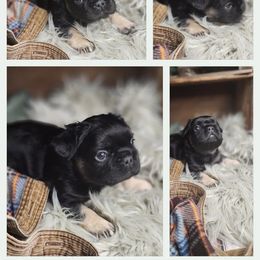 Boy 1 - French Bulldog puppy in Syracuse, New York from Shady River Frenchies